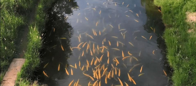 红鳟鱼的生物特征，及人工繁殖和养殖技术