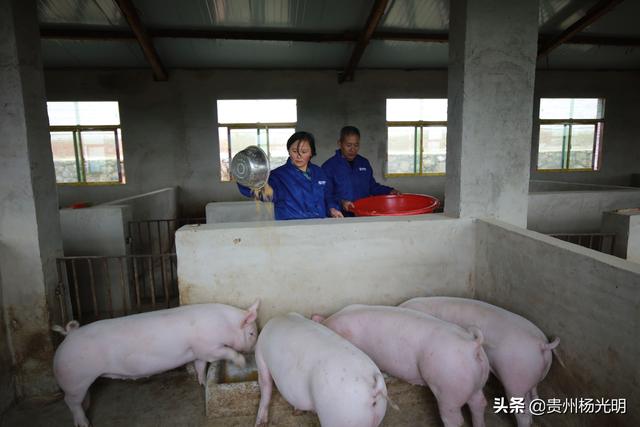 黔西县雨朵镇：“生态猪”养殖富农家