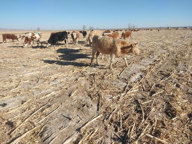 养100头肉牛，1年能有多少纯收入？牛场老板亲哥哥讲出实情