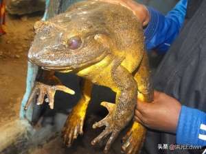 养殖田鸡吃什么食物(长成了巨无霸的歌利亚蛙，能吃蛇和蝙蝠，会搬约4斤重石头建婚房)