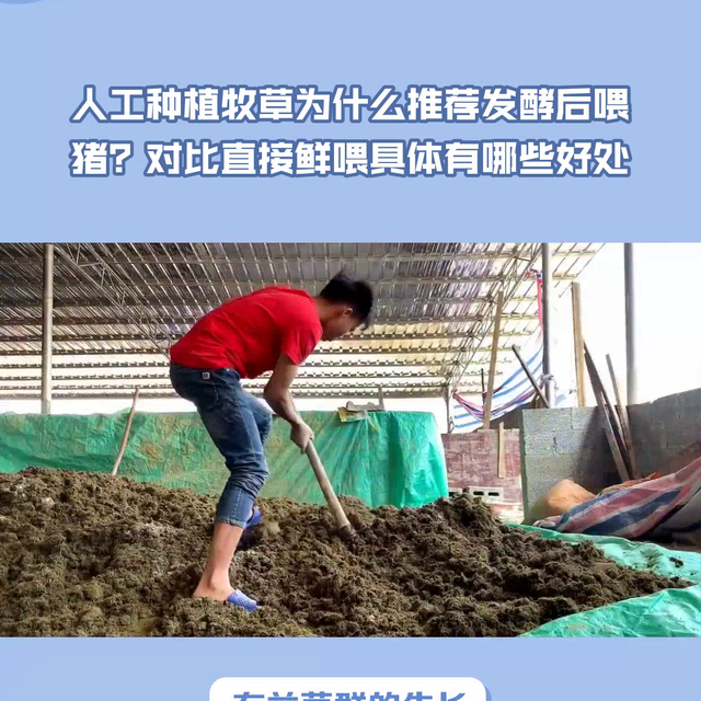 人工种植牧草为什么推荐发酵后喂猪？对比直接鲜喂具体有哪...