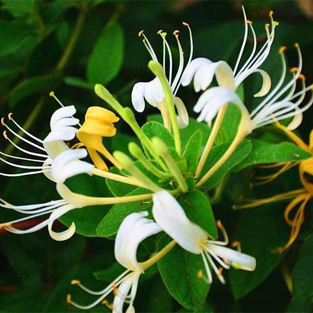 色丽清香花叶秀美的鸳鸯藤，金银花这么养护，藤蔓缠绕姿态古雅