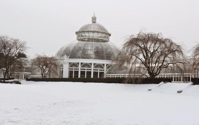 美国垂枝樱雪景 VS 中国垂枝樱雪景