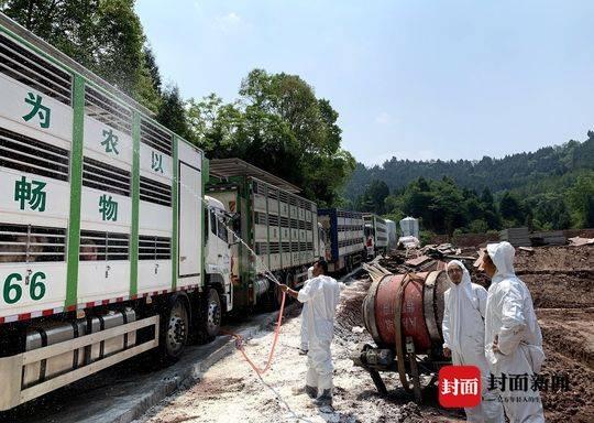 1114头法国原种猪结束隔离在达州入圈 商品猪最快后年可上市