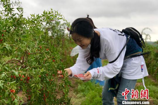 宁夏中宁枸杞红了 采摘正当时