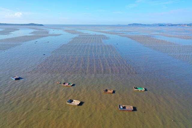 #（社会）浙江玉环：“海上菜园”紫菜种养忙