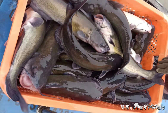 黑鱼暴涨，对虾持续涨，鳜鱼牛蛙暴跌，黄骨鮰鱼稳定草鱼鲫鱼微跌