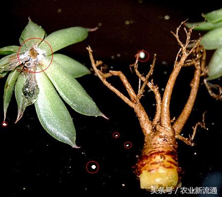 多肉植物、绿植介壳虫识别及有效药物防治措施