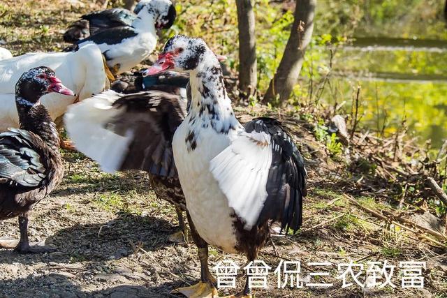 喷香水的雁，飞得远