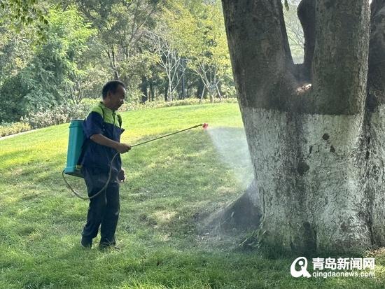 “树管家”精细化养护 让太平山中央公园古树焕发“新生”