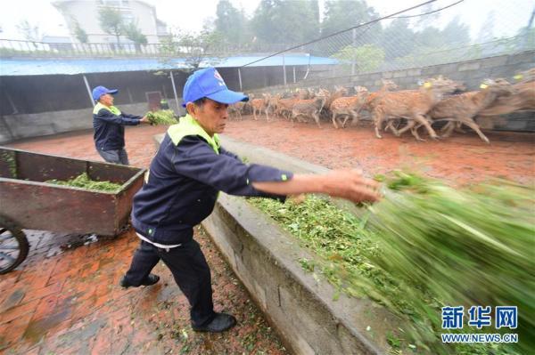 贵州绥阳：梅花鹿养殖业带动群众致富