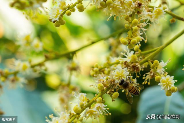 立夏以后怎么养蜜蜂，这1块布可以去掉了，蜂蜜记得多喝