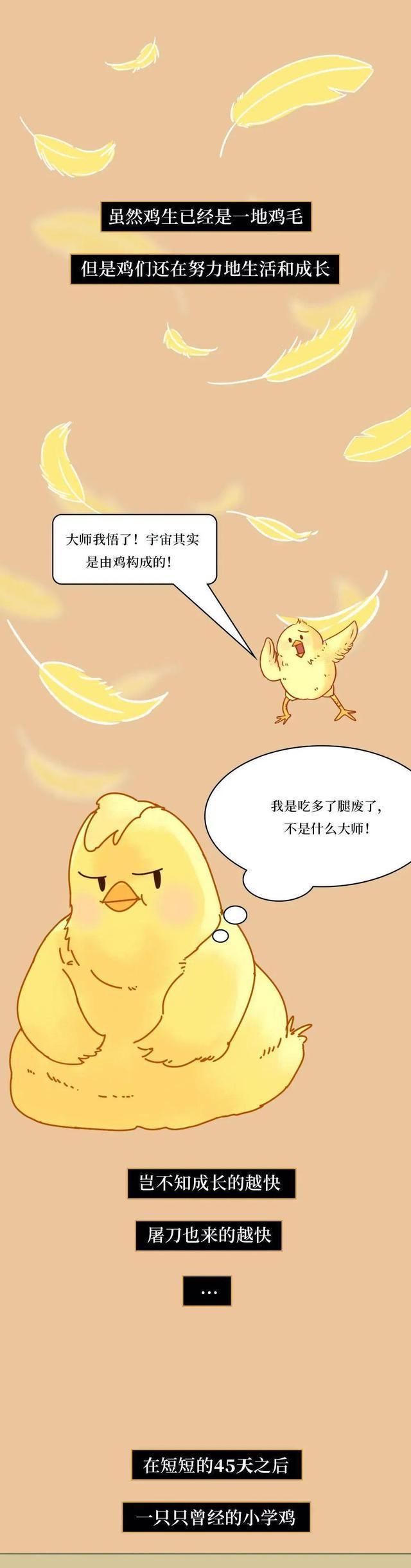 45天出栏的速成鸡，有大量激素，而且还致癌吗？漫画科普