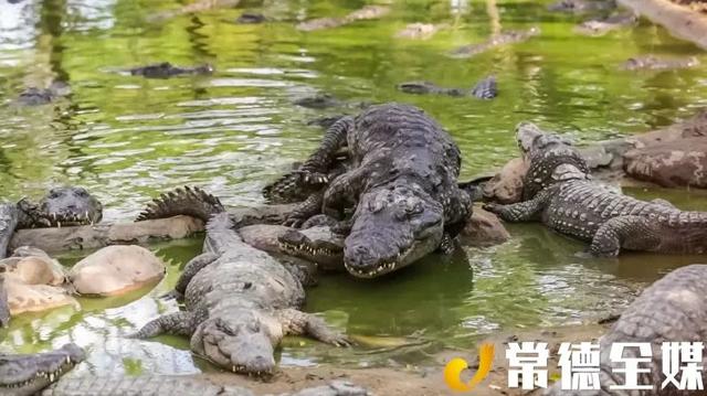 常德“鳄鱼岛”：赏美景、品美食的好地方