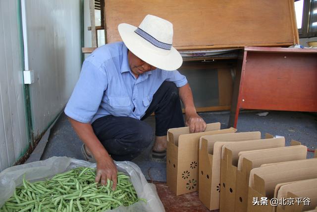 重振老品牌 平谷“大旺务豆角”回来了！