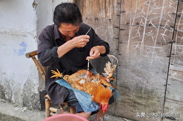 阉鸡技术分享，阉鸡的详细过程，附阉鸡的注意事项