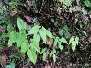 安康适合种植什么药材(淫羊藿补肾阳、强筋骨、祛风湿，学会人工种植，年收入不比打工差)