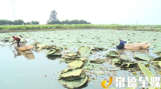 汉寿种植了4000多亩鸡禾梗，村民增收不少