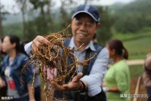 养殖鱼腥草(折耳根无公害栽培技术，做好这几点点，种的鱼腥草一定长得好)