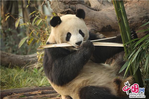 有一种“安逸”叫Panda 四川文旅吉祥物再升级