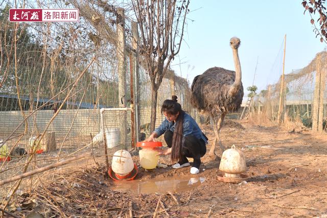 河南：28岁小伙辞职回老家养孔雀，投资3万、年收入达到500000