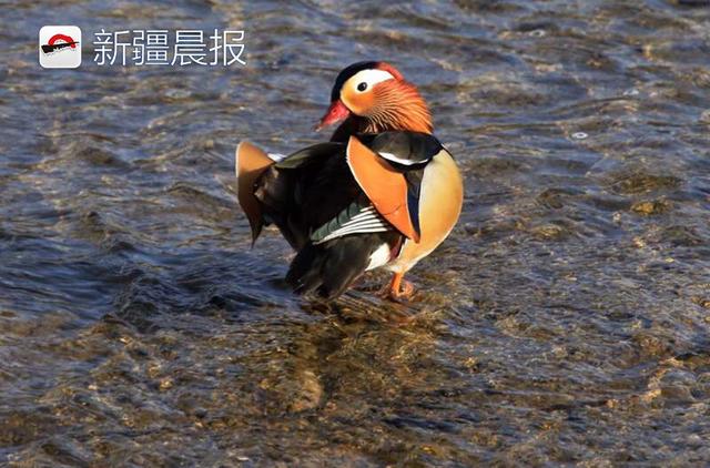 绿头鸭和鸳鸯在孔雀河上形影不离，“抱团取暖”还是防御天敌？