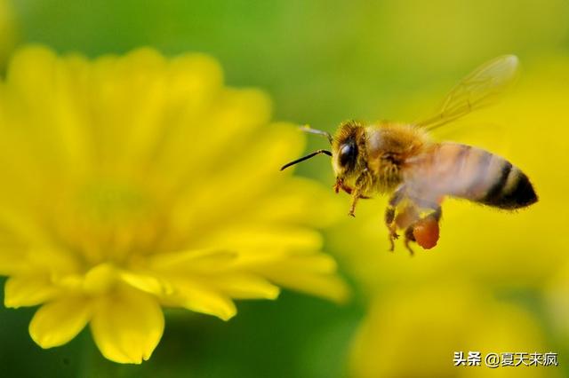 蜜蜂养殖技术 养蜜蜂视频技术资料