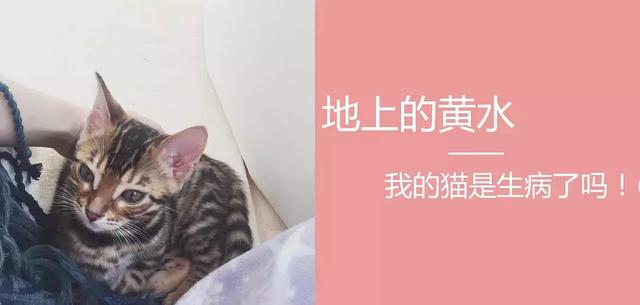 宠物猫咪养护的新手科普（值得收藏）