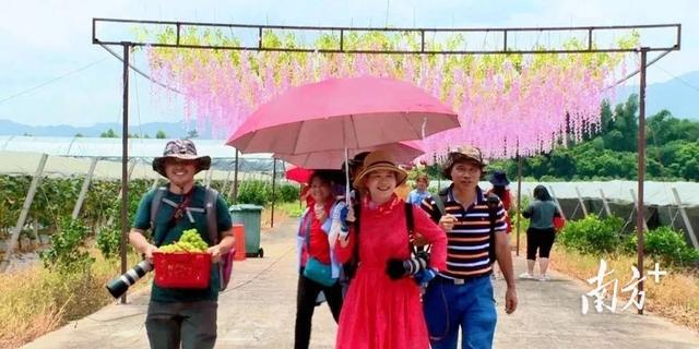 连平生态园种植基地巡礼②麒麟山生态园种出农旅融合好“丰”景