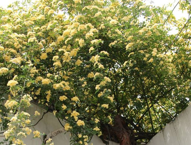 院子里养株木香花，抗旱耐寒易成活，来年变成一片“海”