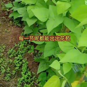 大棚芸豆种植视频(种豆角，怎样才能节节出花？@抖音短视频)