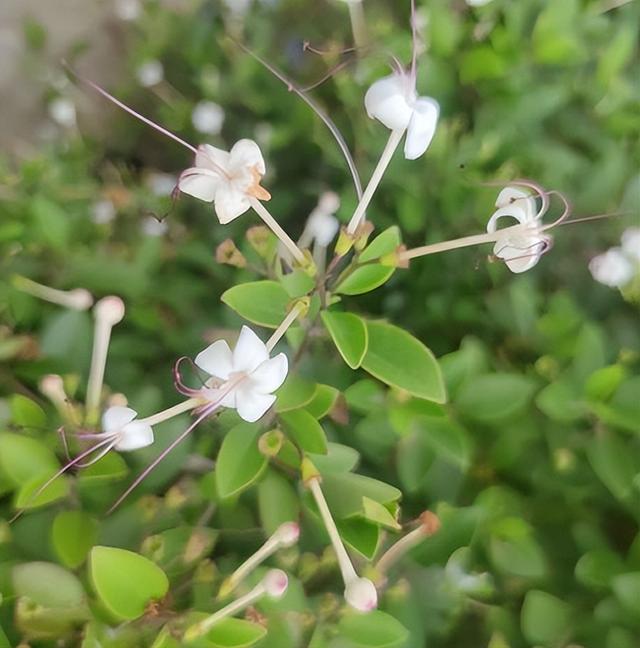 阳台盆栽“最香的”11种花，能多季开花，室内掩盖“异味”特别棒