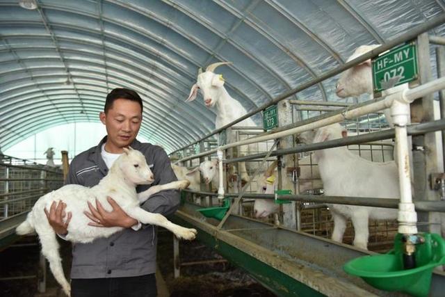 大国农匠“种养能手”孙雷鹏：打好科技牌 助力畜牧业新发展