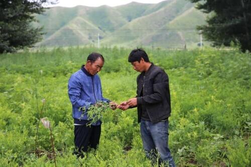 药材种植种出致富“良方”