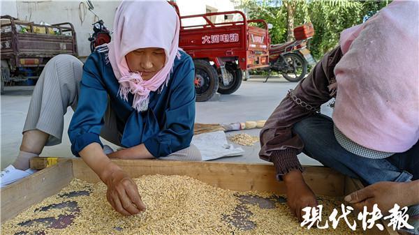 那个种出“百年前西瓜”的博主是个南京80后，他翻高山穿戈壁只为找寻老种子