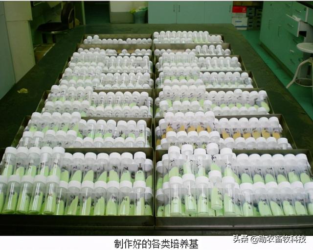 养殖业常用的环保菌种、动物用专业复合益生菌、饲料发酵剂介绍