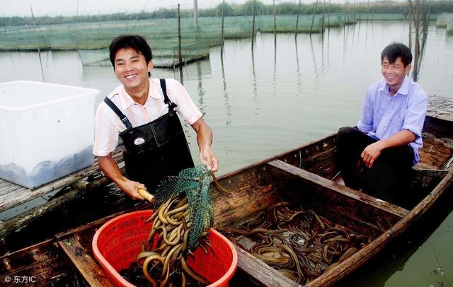 如何实现鳝蚓合养？这样来建合养池，让你养鳝成本低效益高