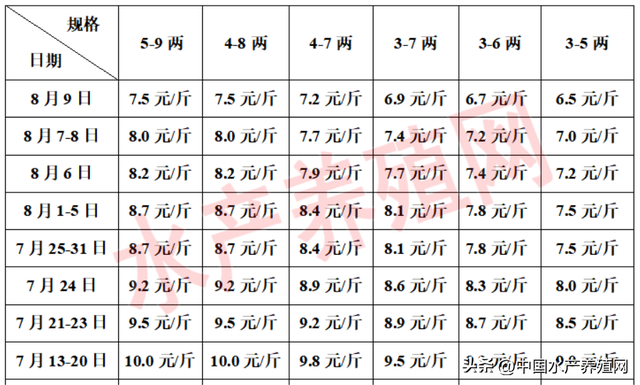 收购价暴跌养殖户急了！市场会暴雷吗？千亿牛蛙产业的命门在哪？