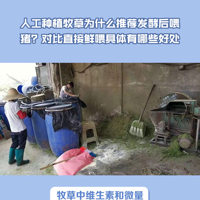 人工种植牧草为什么推荐发酵后喂猪？对比直接鲜喂具体有哪...