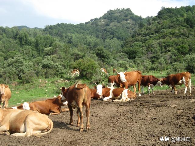 科学提高牛肉品质确保消费者利益，肉牛该如何饲养？