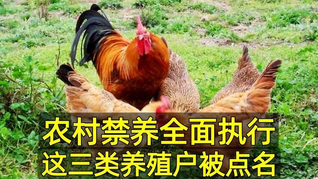 农村禁养令的执行，哪些养殖户将成为重点关注？