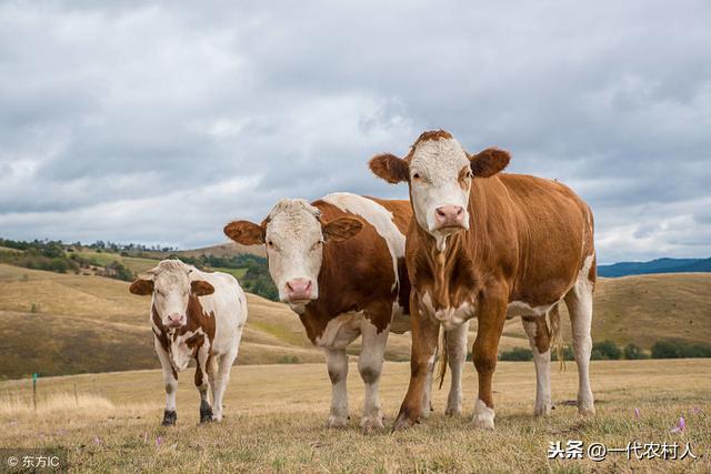 肉牛的养殖前景怎样？成本多大？一篇文章告诉你！