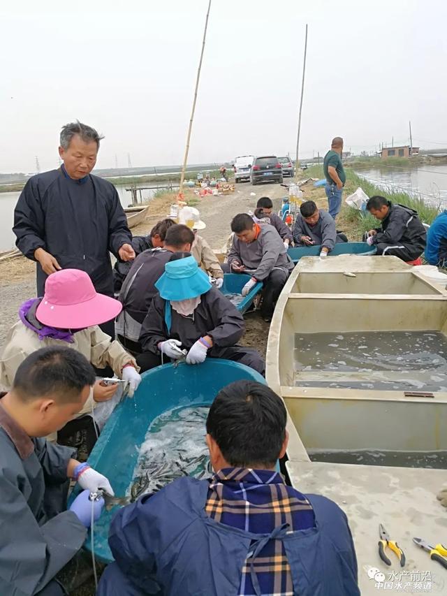 草鱼精养、草鱼套虾、反季节养殖等主流模式如何才能取得更高产和高效益？