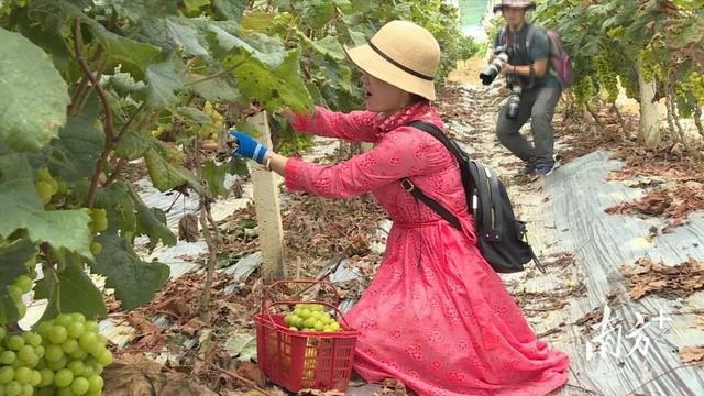 连平生态园种植基地巡礼②麒麟山生态园种出农旅融合好“丰”景