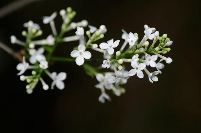 丁香花是常见花卉，花香淡雅、味道清香，居家栽培需要科学方法