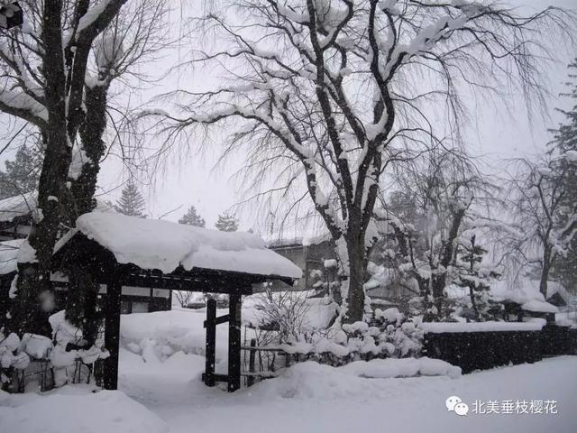 美国垂枝樱雪景 VS 中国垂枝樱雪景