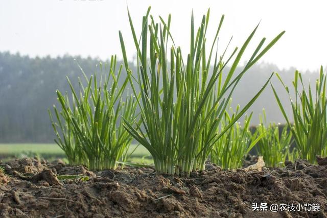 种植韭菜不养根，叶片黄弱细瘦变成针！韭菜养根记住7个方法