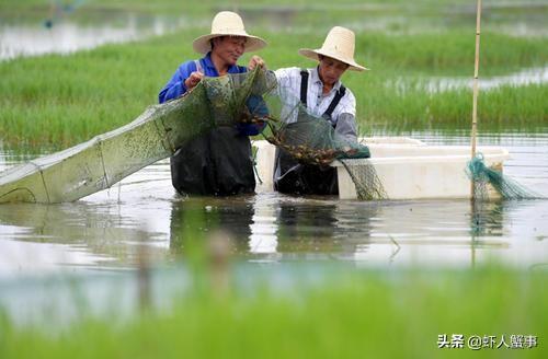 小龙虾养殖：养虾先养水！这样的水质才能高产无忧！