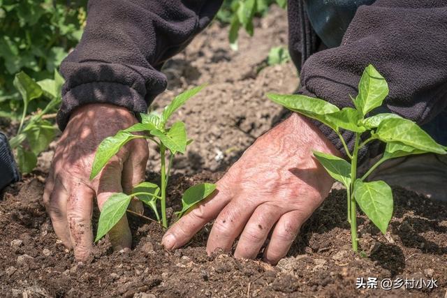 种植辣椒、茄子、番茄，老人说要学会“浇3水”，是哪3水？