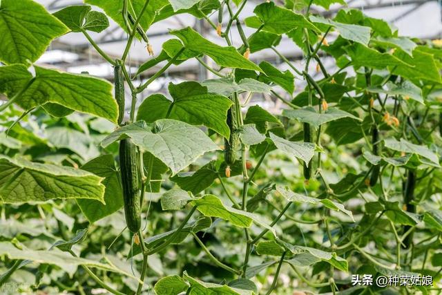 种植瓜菜，什么时候留住蔓结瓜？什么时候留子蔓、孙蔓结瓜？